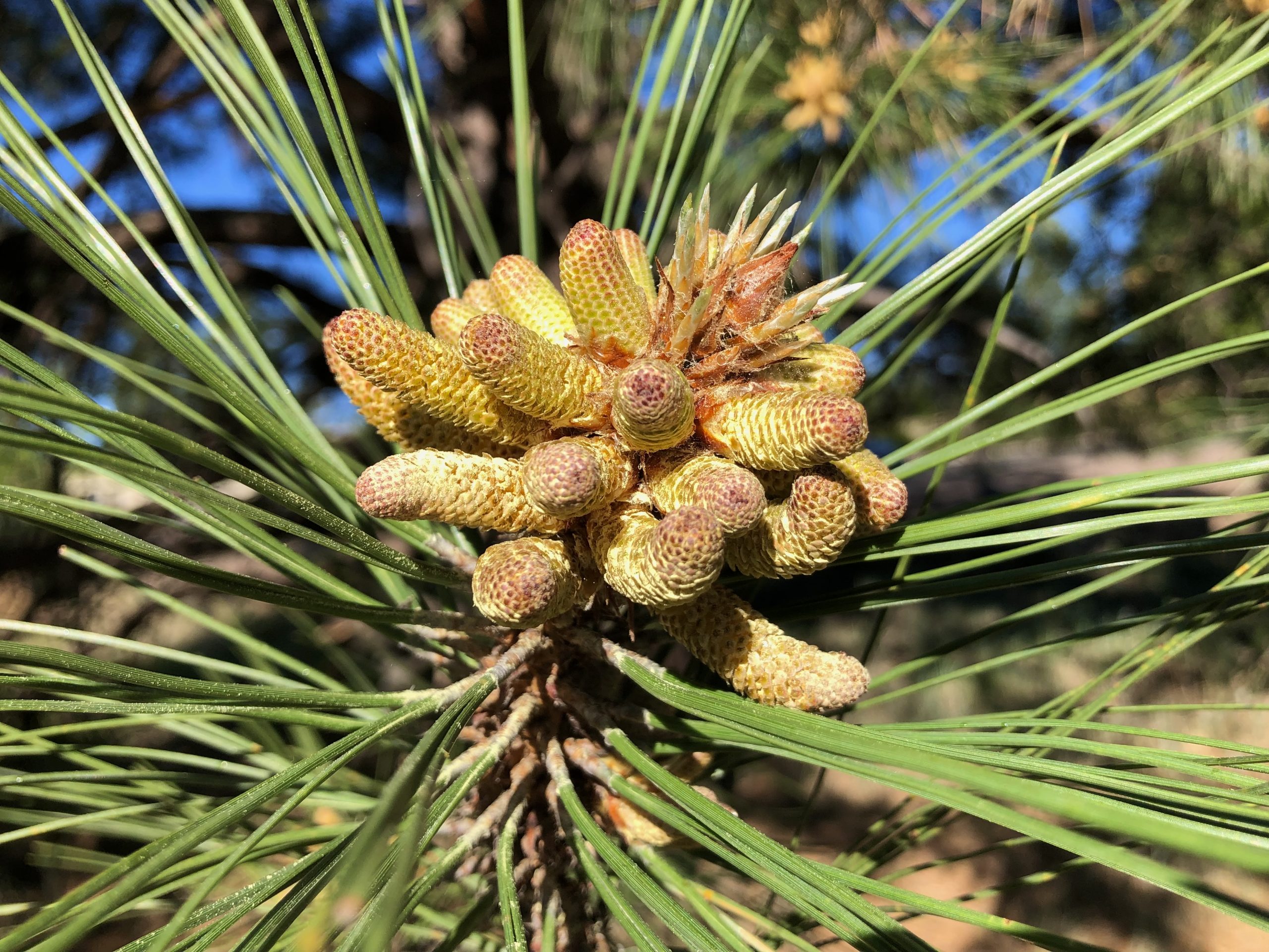 Virga: Beneath the Sierra sin Agua Exhibit