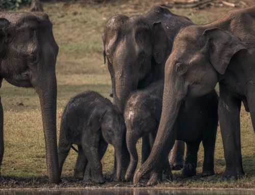 Festival Insights: Megafauna Extinctions