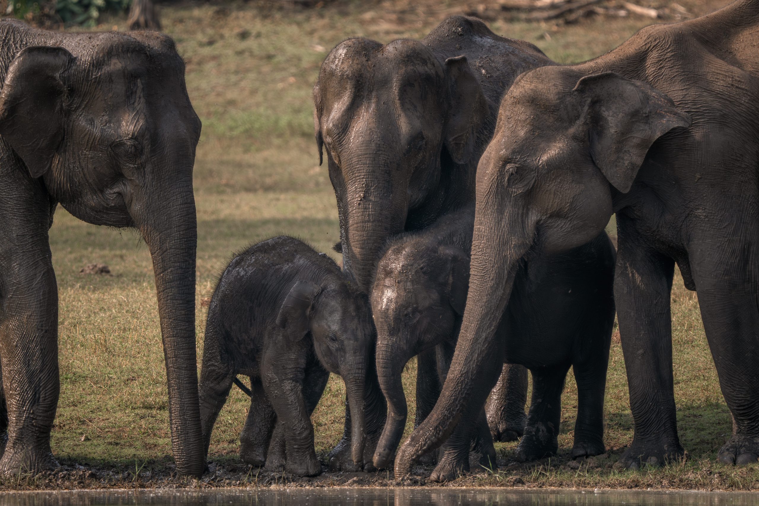 Festival Insights: Megafauna Extinctions