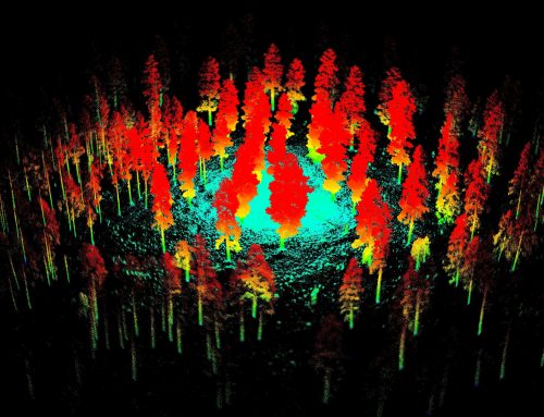 Festival Insights: Pines to Pixels